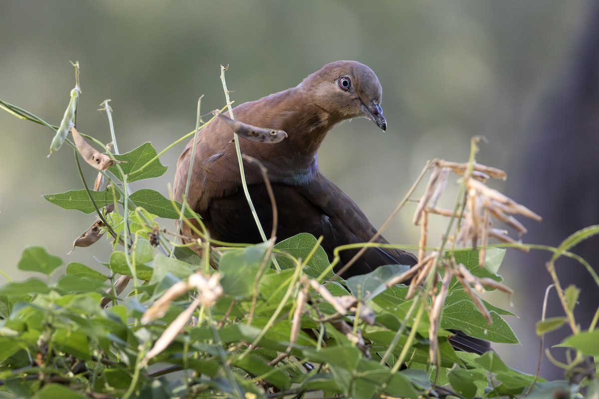 Brown Cuckoo-Dove - ML645916226