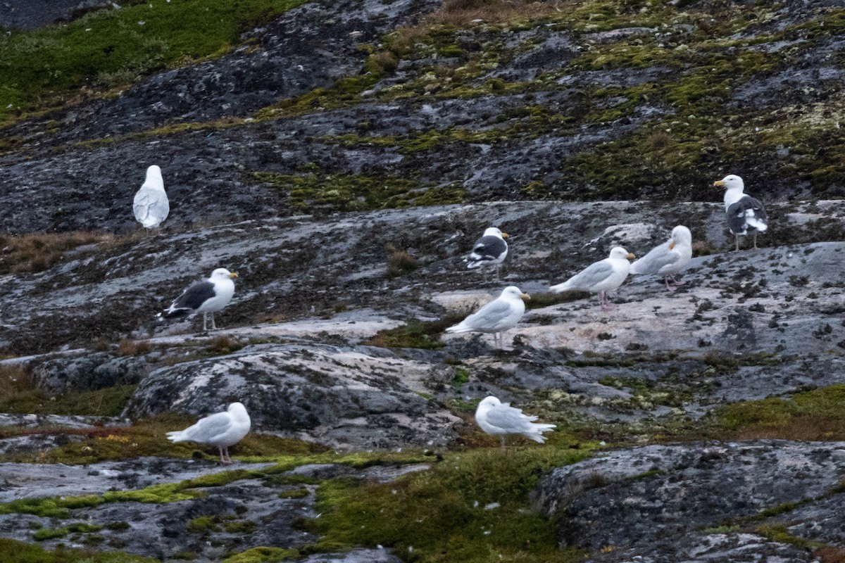 Büyük Kara Sırtlı Martı - ML645916227