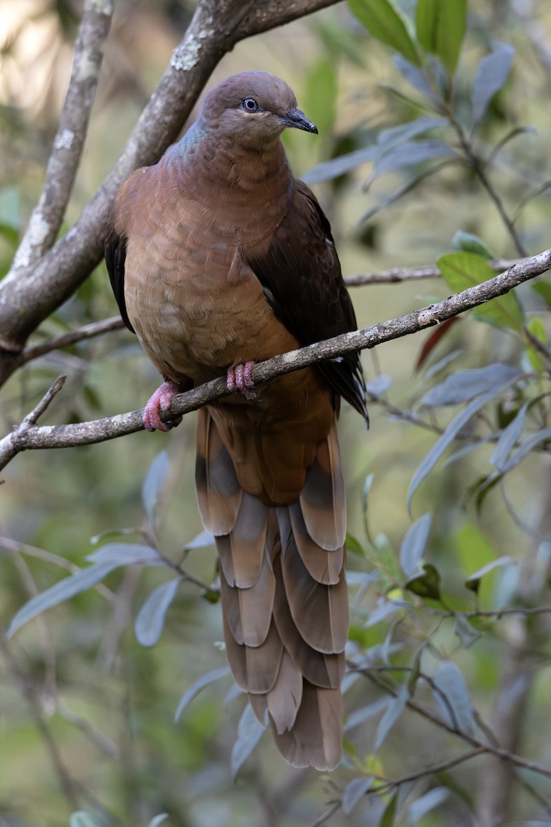 Brown Cuckoo-Dove - ML645916230