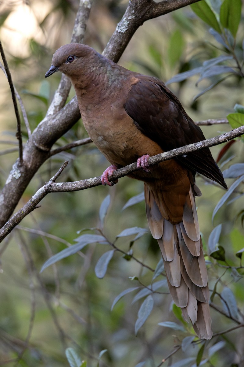 Brown Cuckoo-Dove - ML645916231