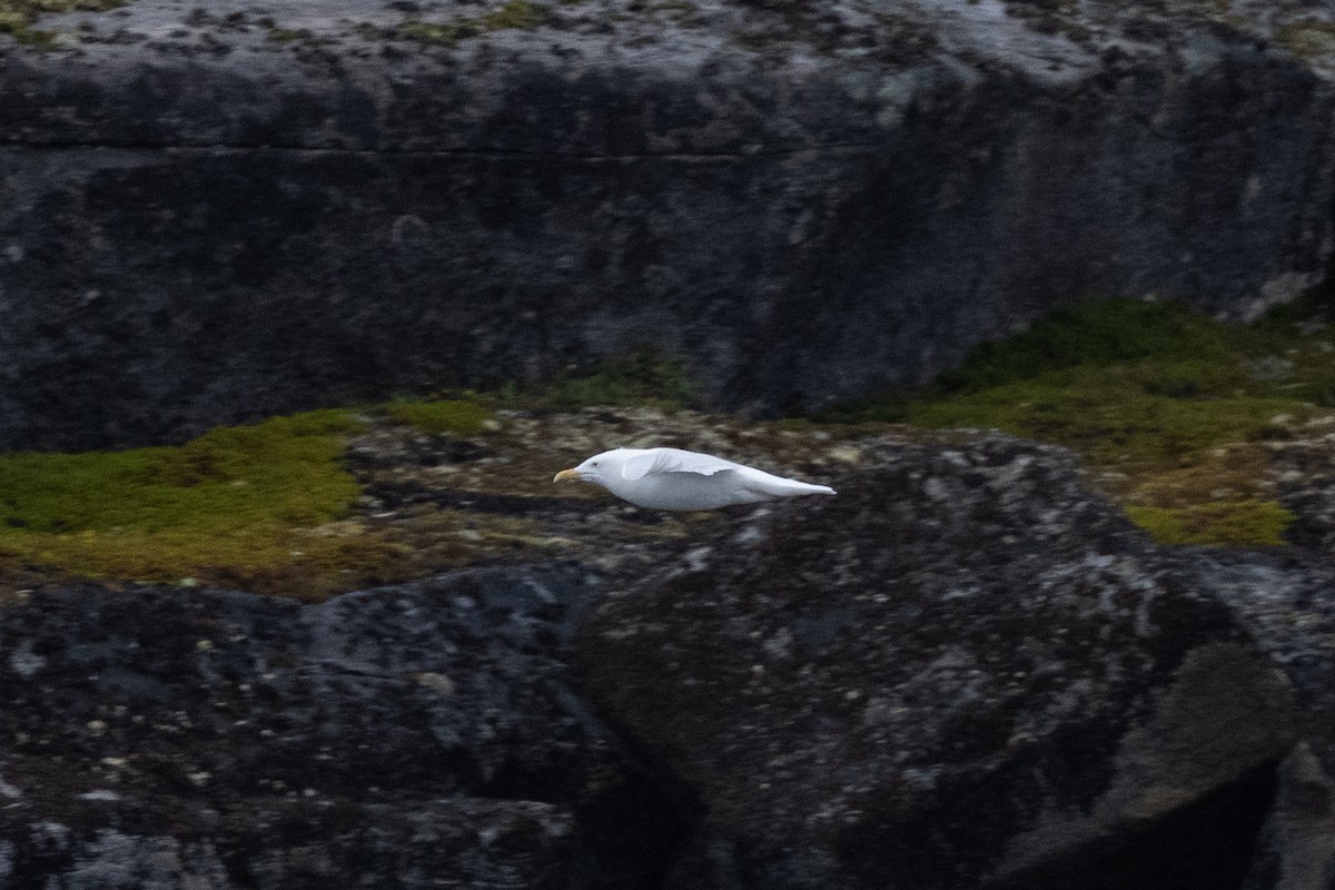 Gavión Hiperbóreo - ML645916235