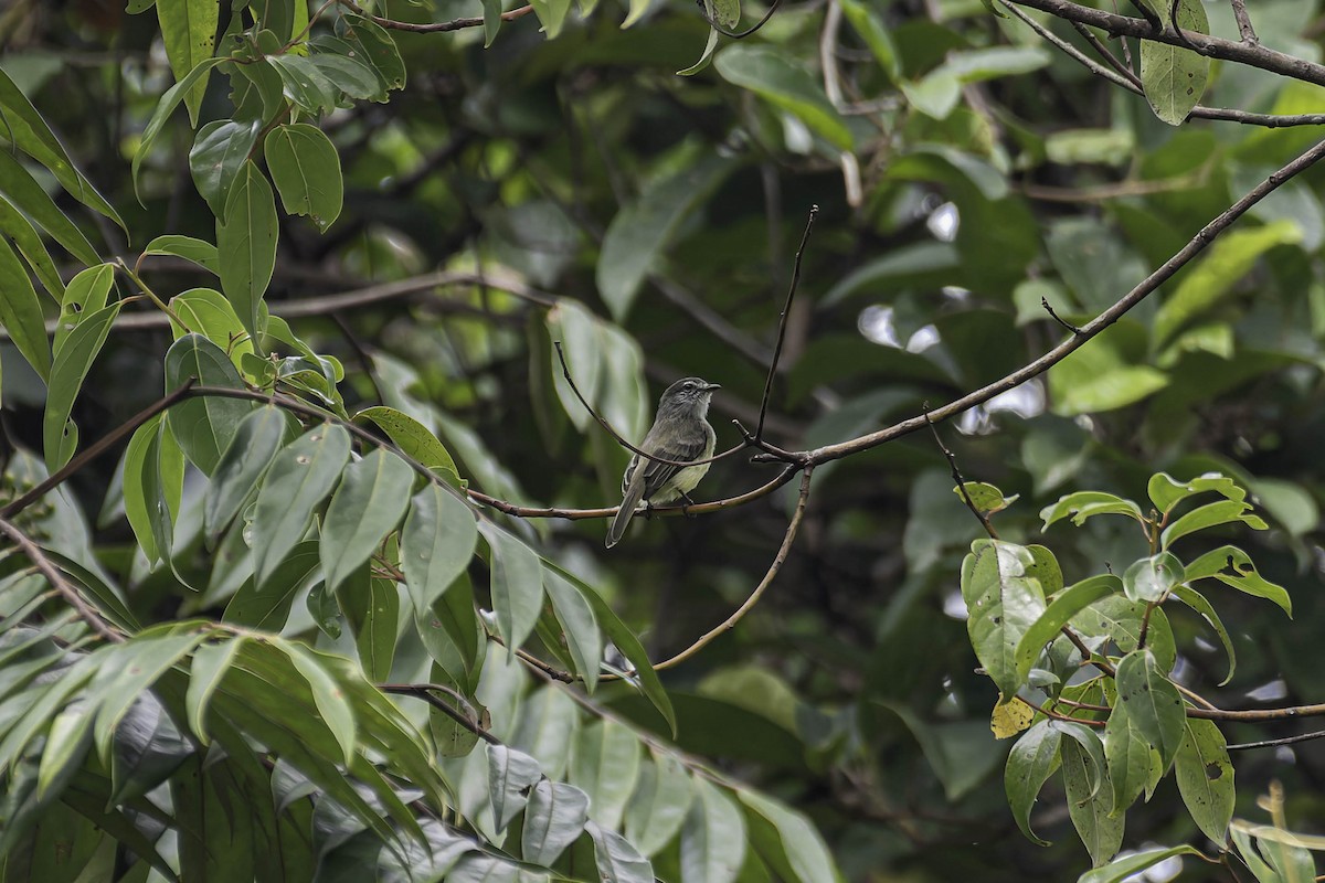 Sooty-headed Tyrannulet - ML645916239