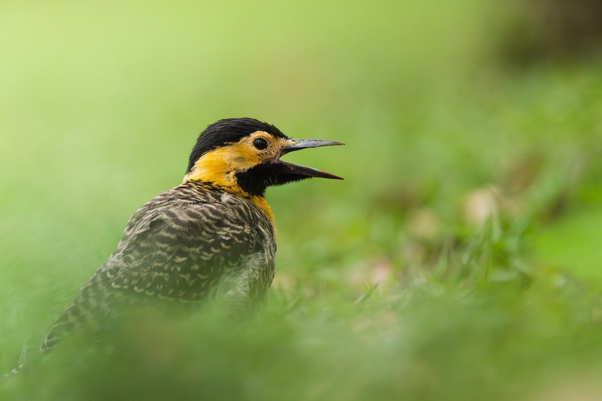 Campo Flicker - ML645916243