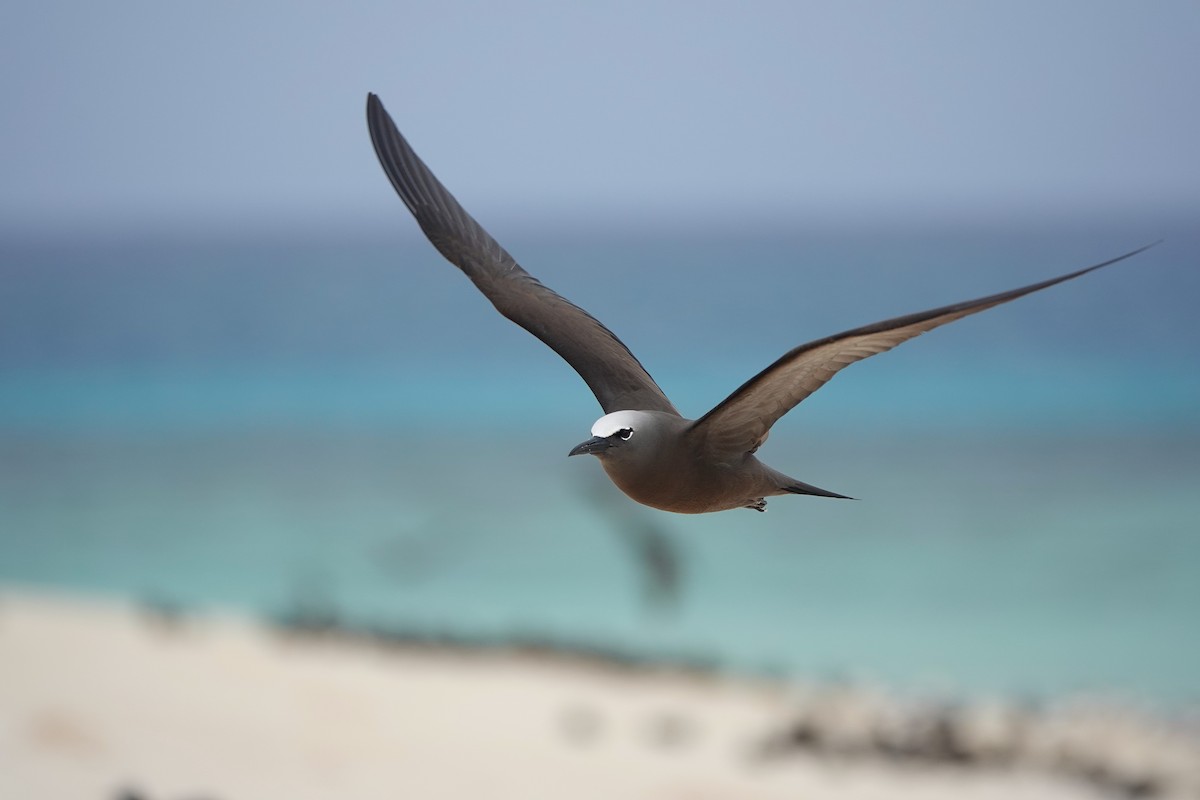 Brown Noddy - ML645916248