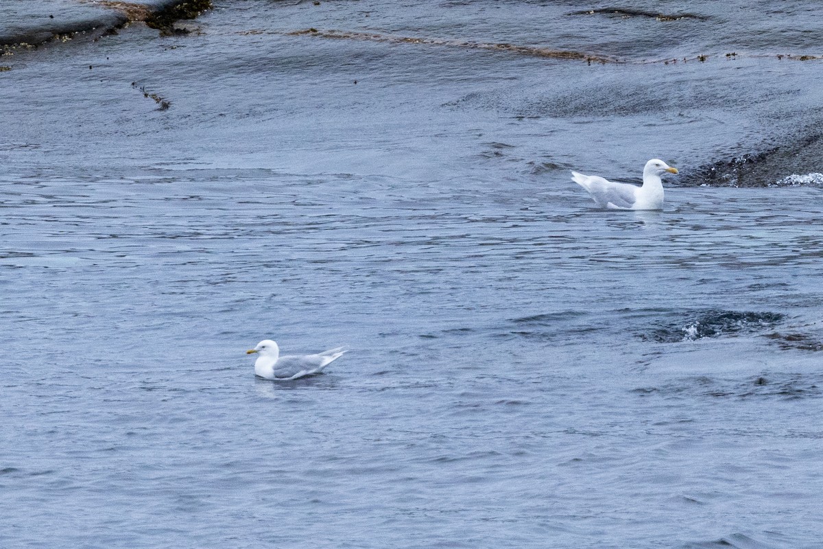 Gavión Hiperbóreo - ML645916250