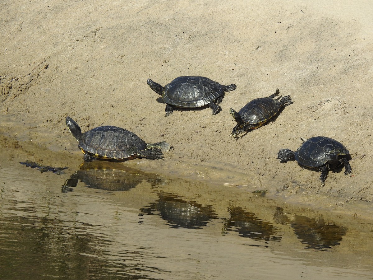 Animals - ML645916252