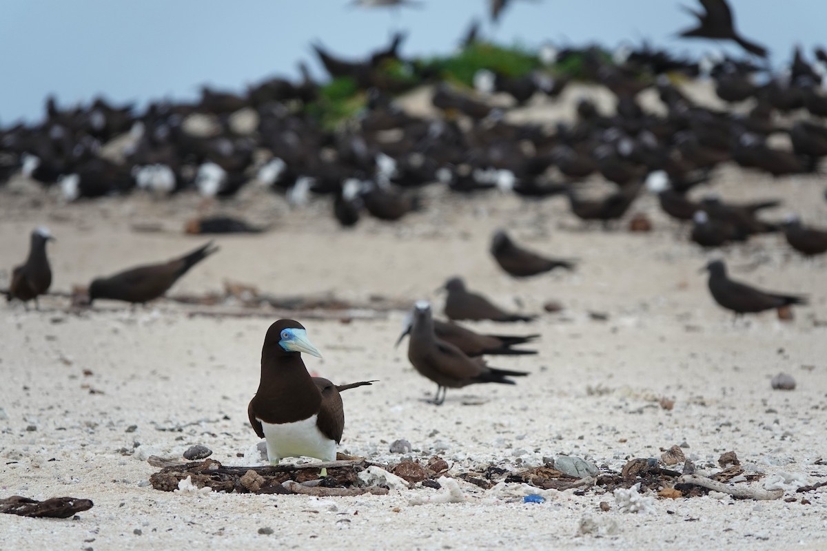 Brown Booby - ML645916256