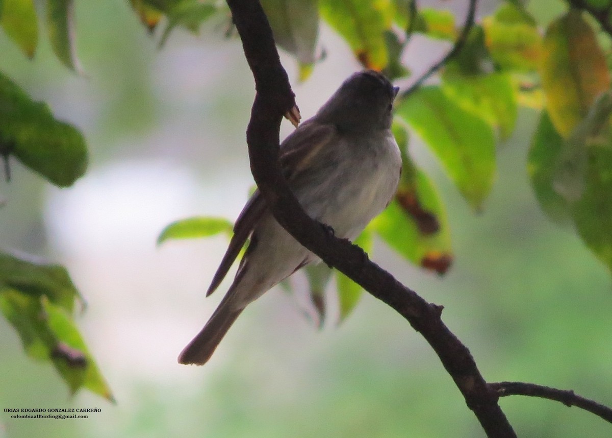 Northern Tropical Pewee - ML645916260