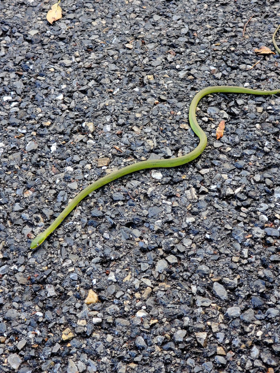 Rough Greensnake - ML645916262