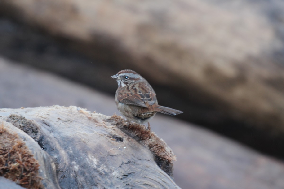 Song Sparrow - ML645916264