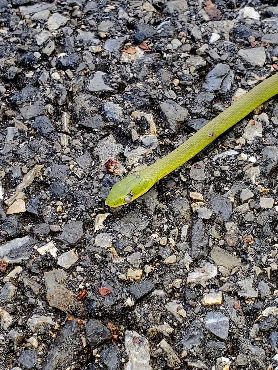 Rough Greensnake - ML645916265