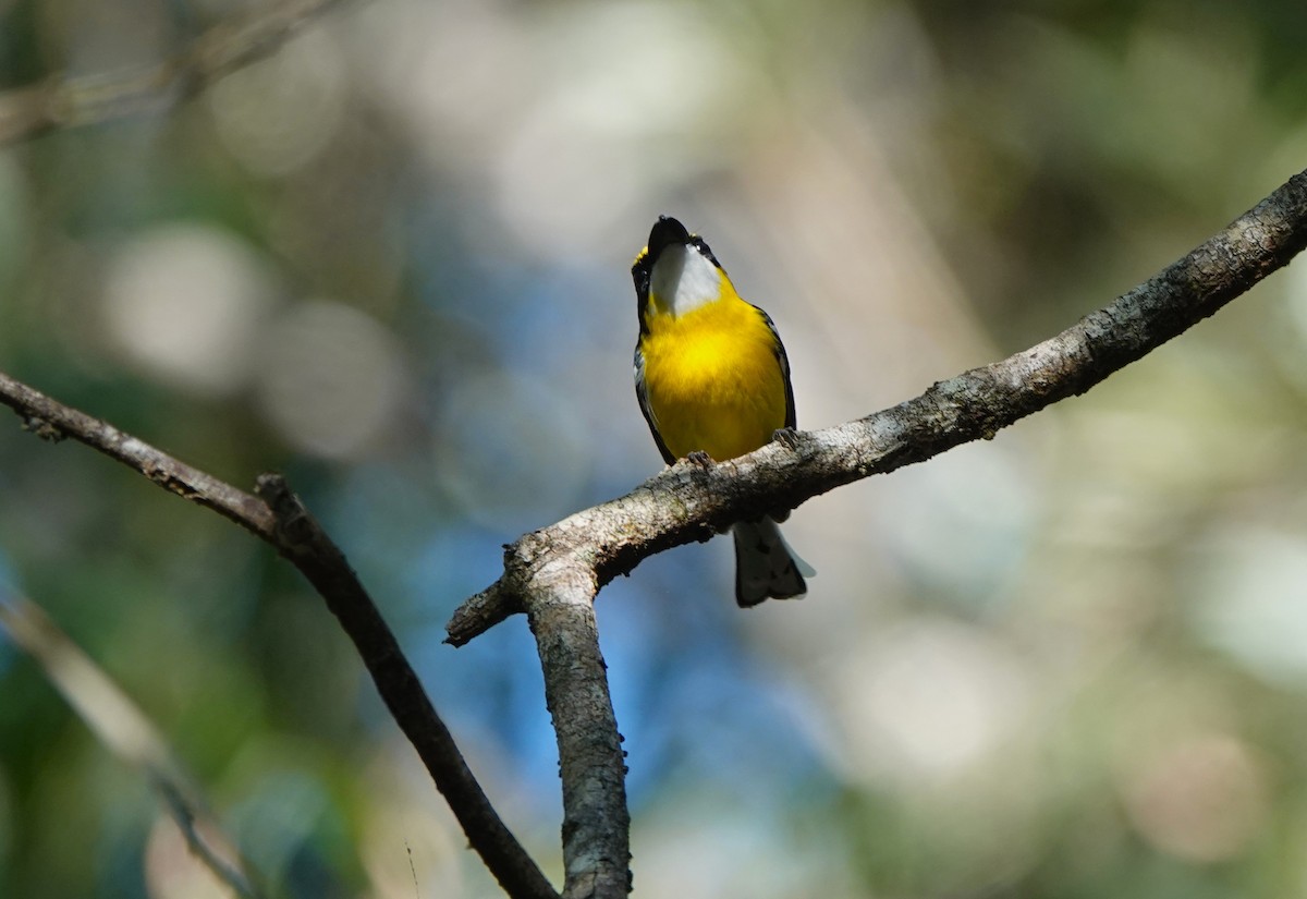 Yellow-breasted Boatbill - ML645916271