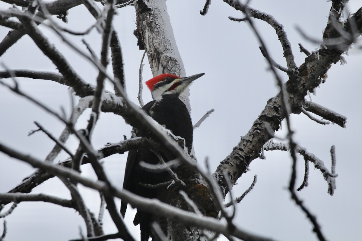 hvitbrynsvartspett - ML645916273