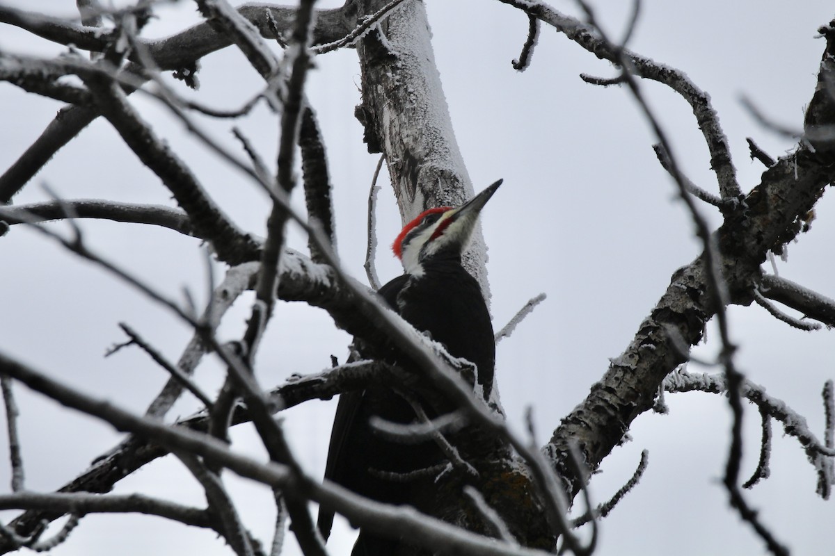 hvitbrynsvartspett - ML645916274