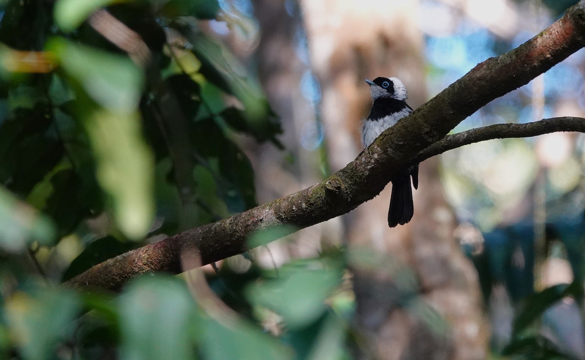 beltemonark - ML645916275