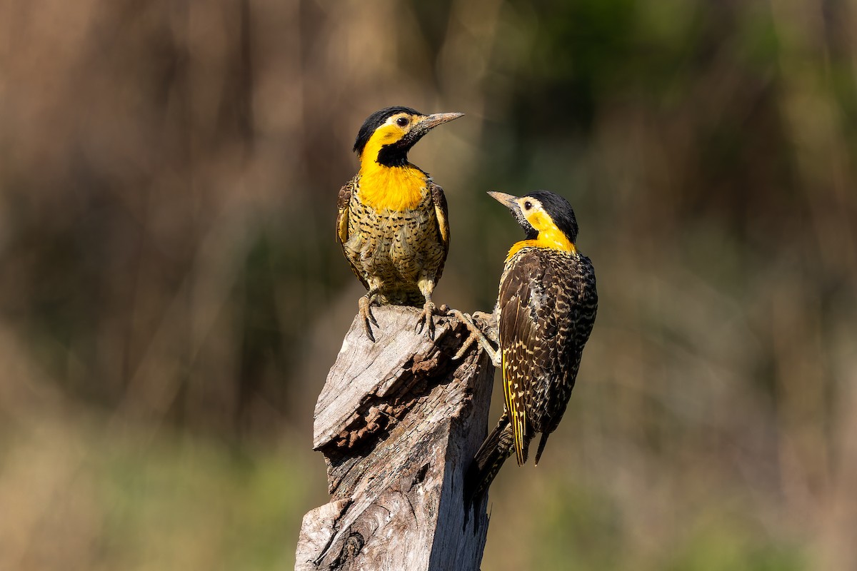 gullmarkspett - ML645916277