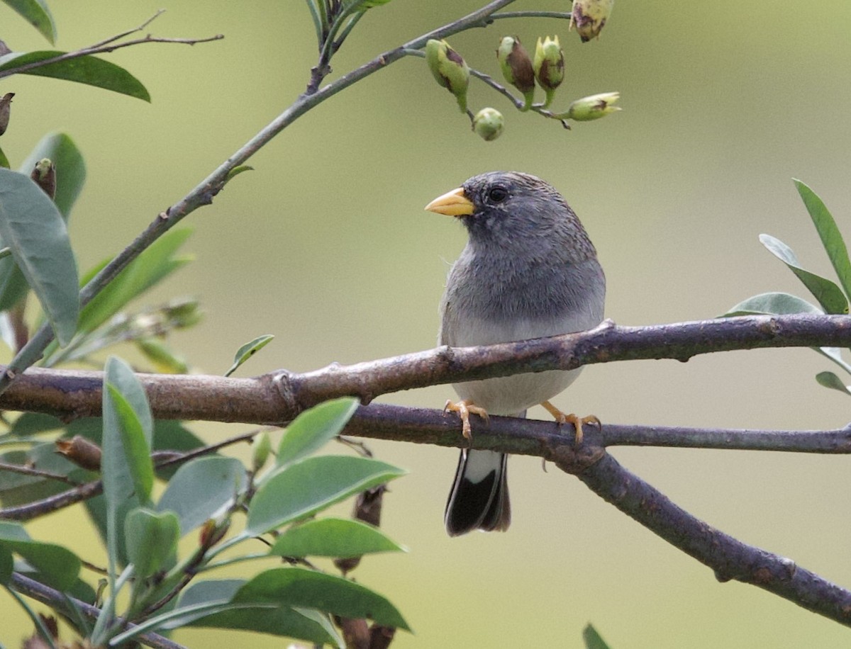 båndandesspurv - ML645916278