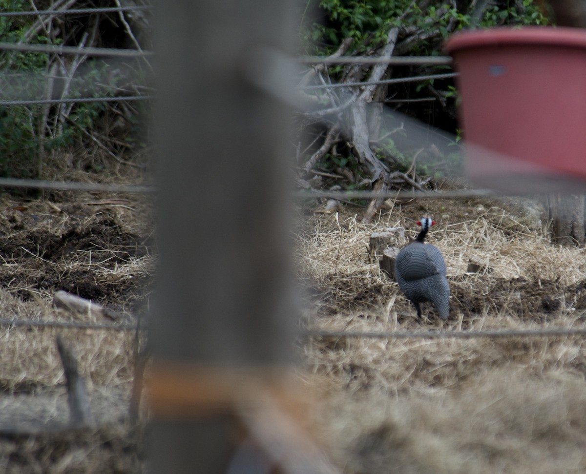 hjelmperlehøne - ML645916279