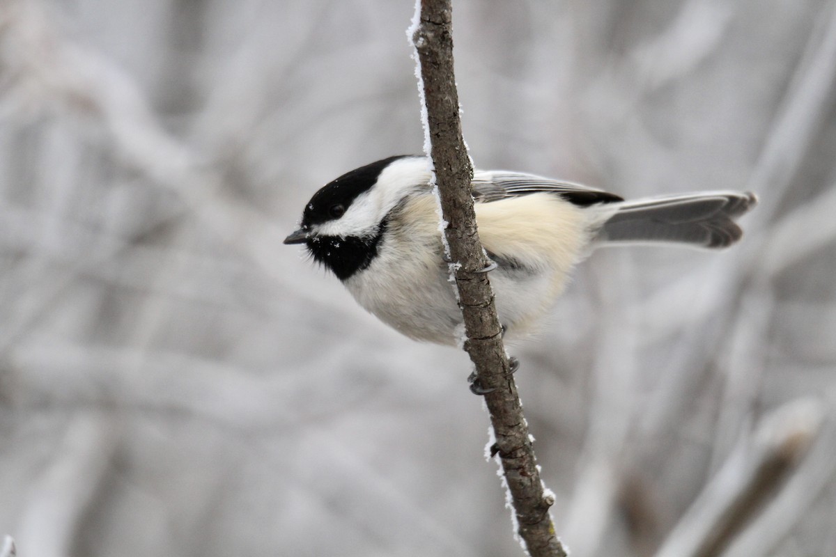 amerikameis - ML645916282