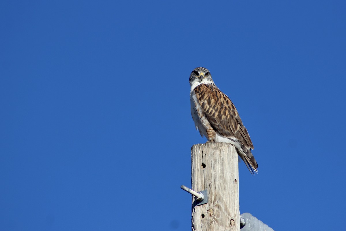 kongevåk - ML645916283