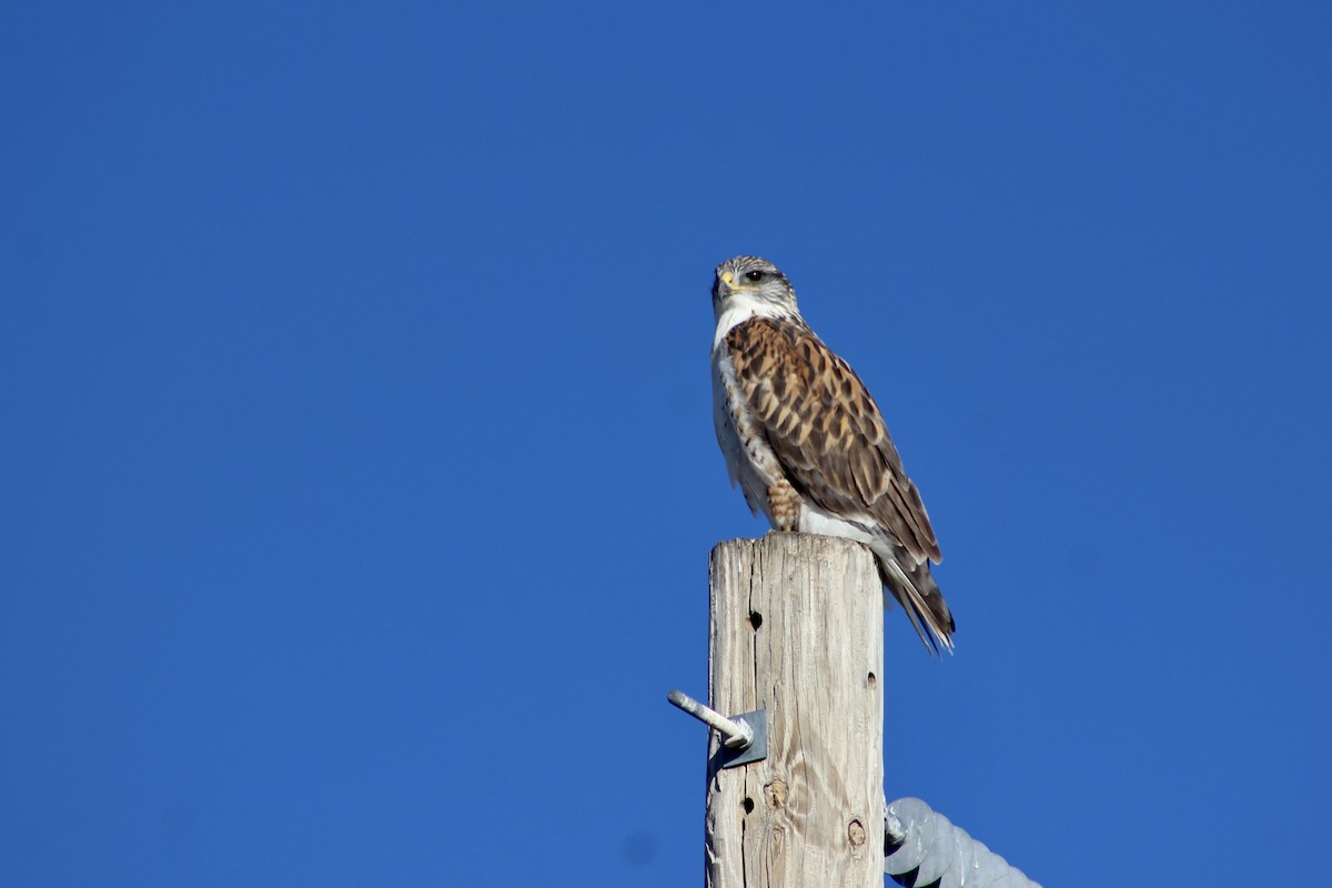 kongevåk - ML645916284