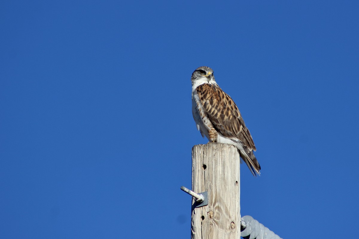 kongevåk - ML645916285