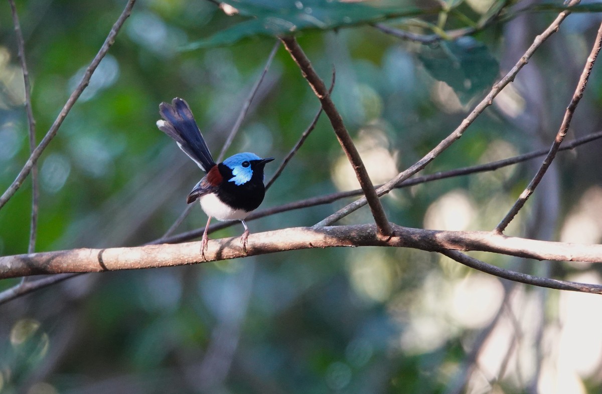 fageralvesmett - ML645916286