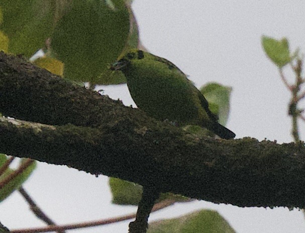 smaragdtanagar - ML645916288