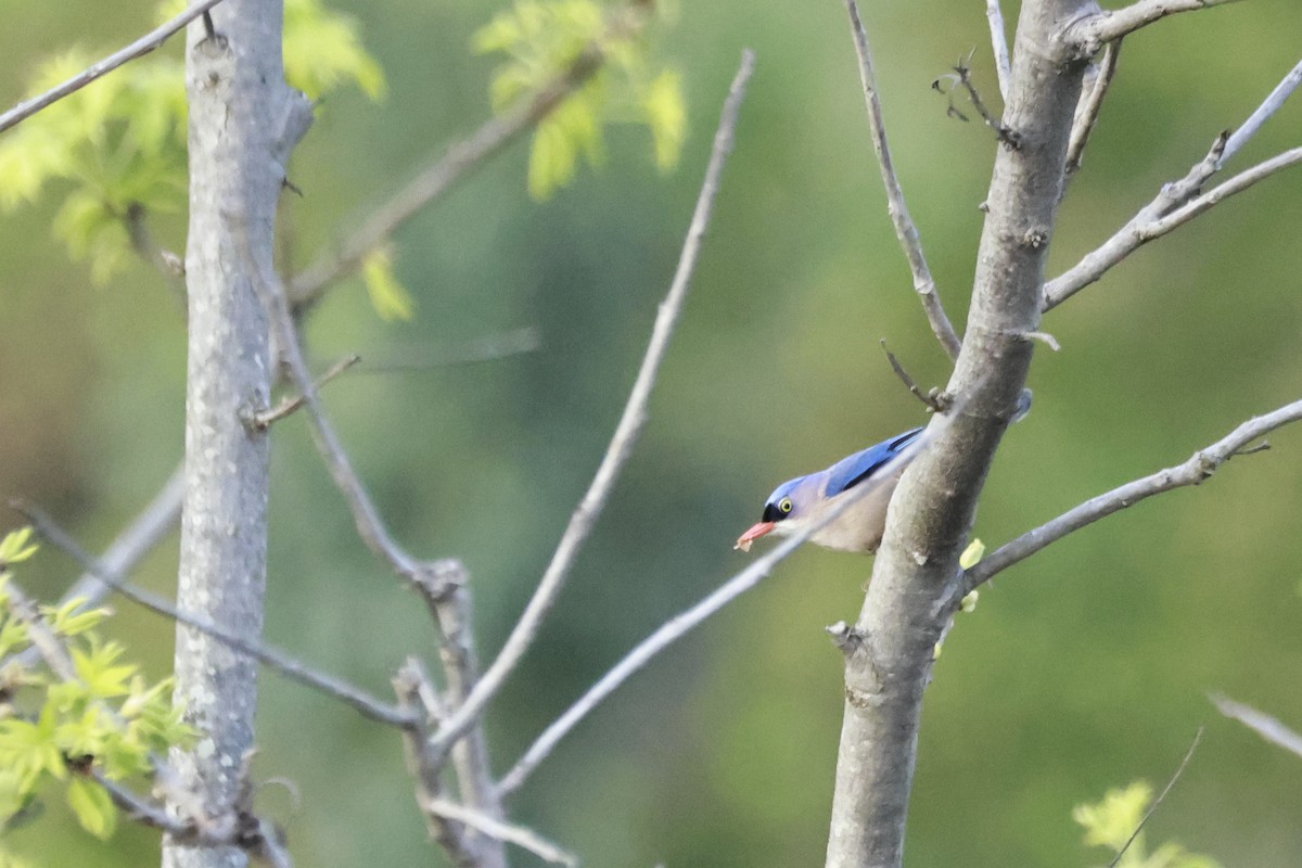 Velvet-fronted Nuthatch - ML645916290