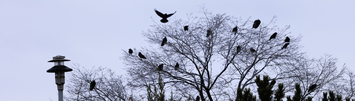 amerikakråke - ML645916291