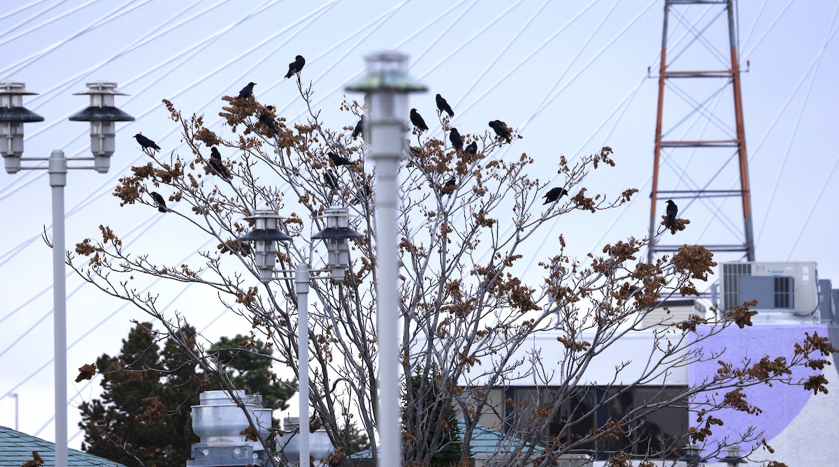 amerikakråke - ML645916292