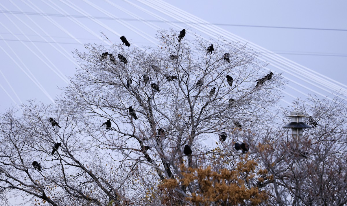 amerikakråke - ML645916293