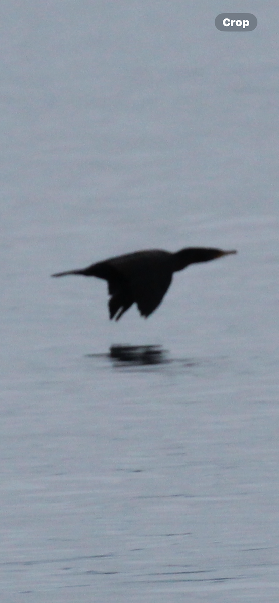 totoppskarv - ML645916294