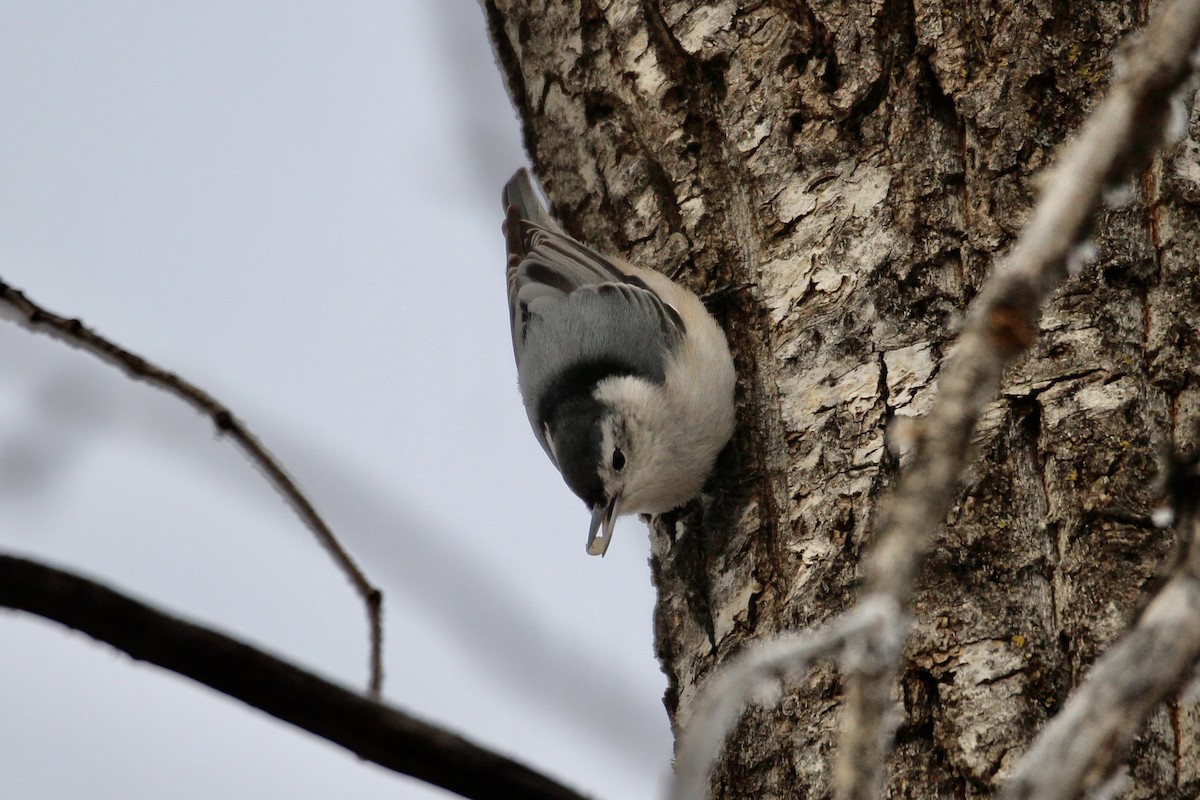 hvitbrystspettmeis (carolinensis) - ML645916296