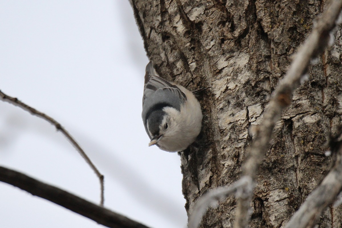 hvitbrystspettmeis (carolinensis) - ML645916297