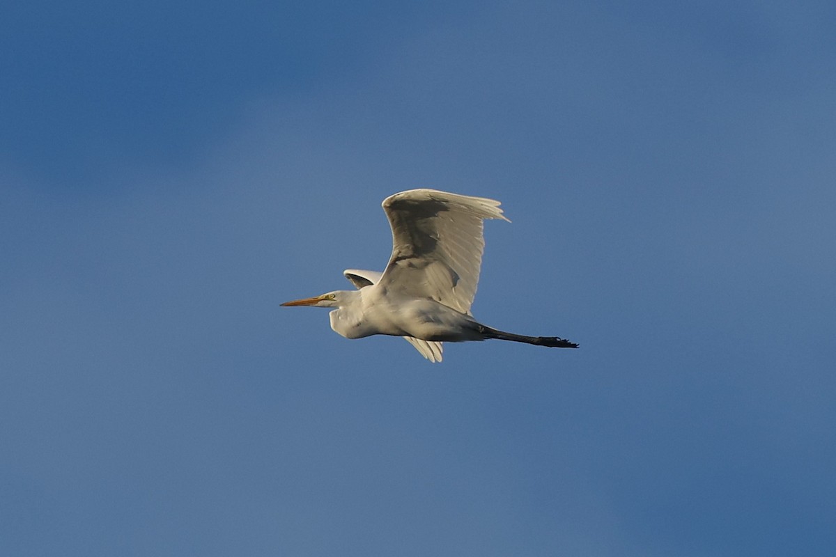 egretthegre - ML645916298