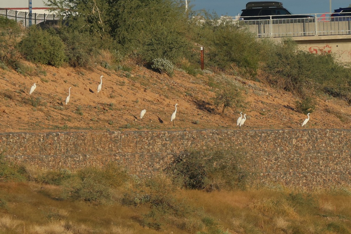 egretthegre - ML645916300