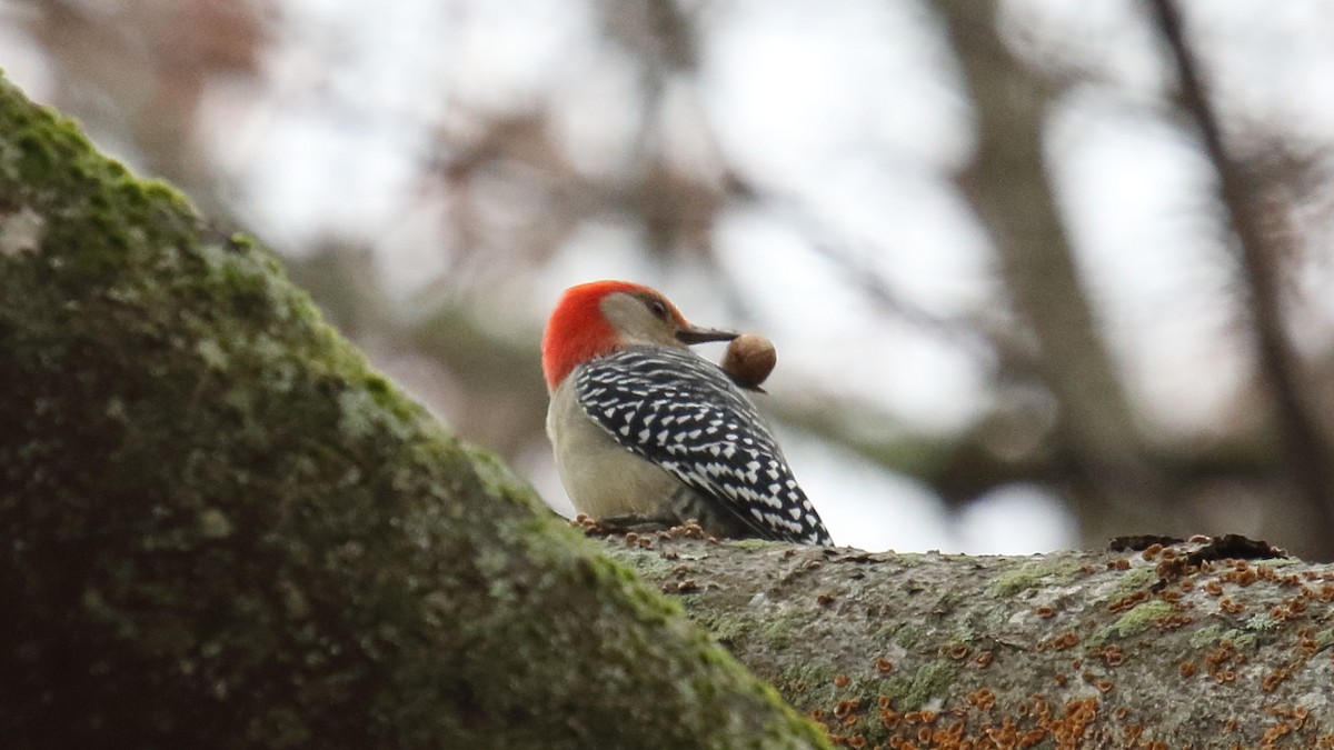 lundspett - ML645916301