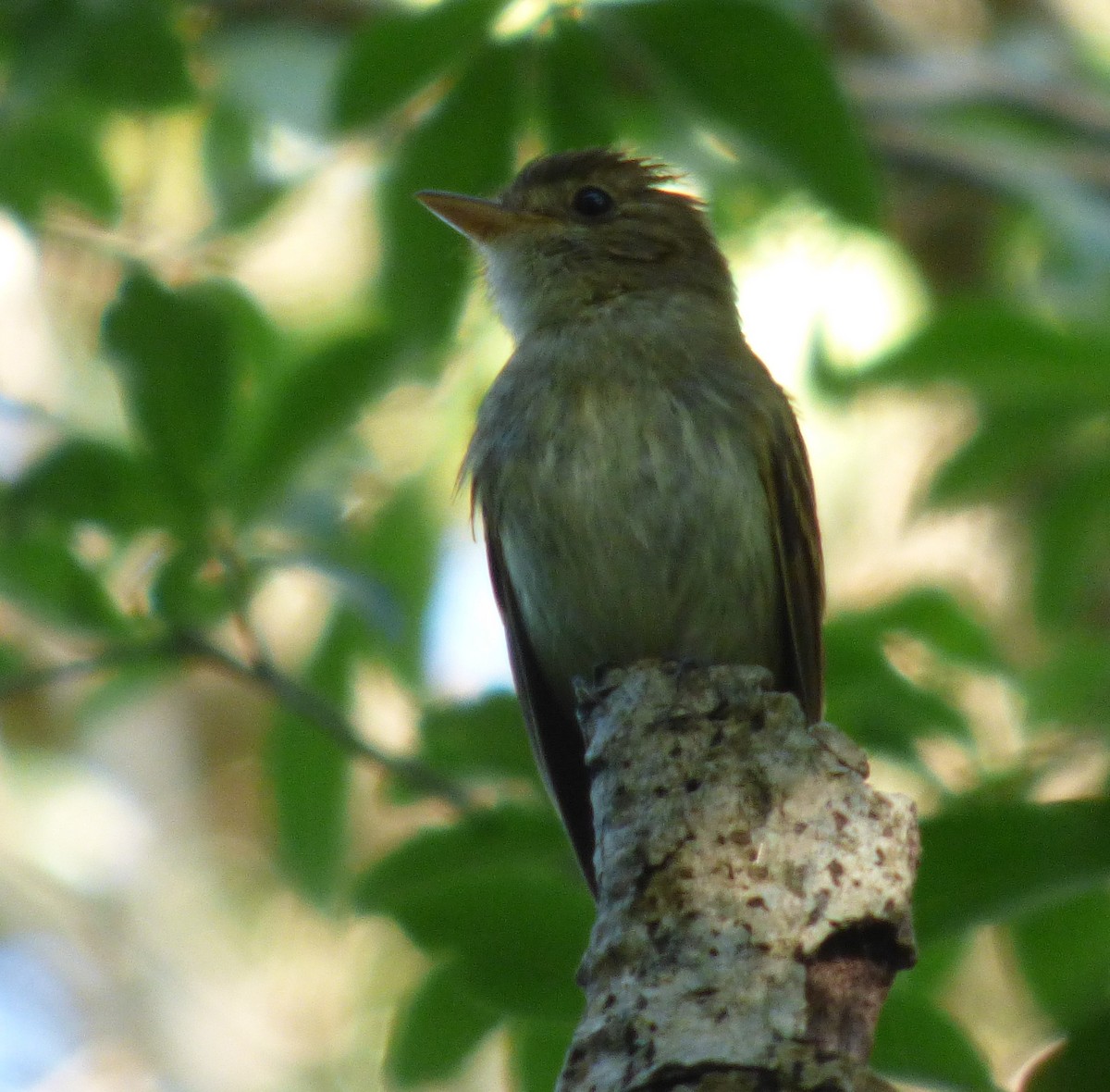 skogtyrann - ML645916302