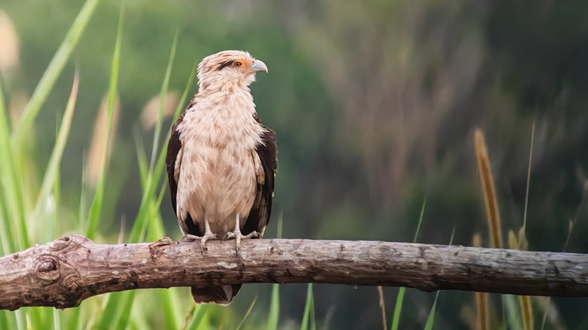 kremkarakara - ML645916303