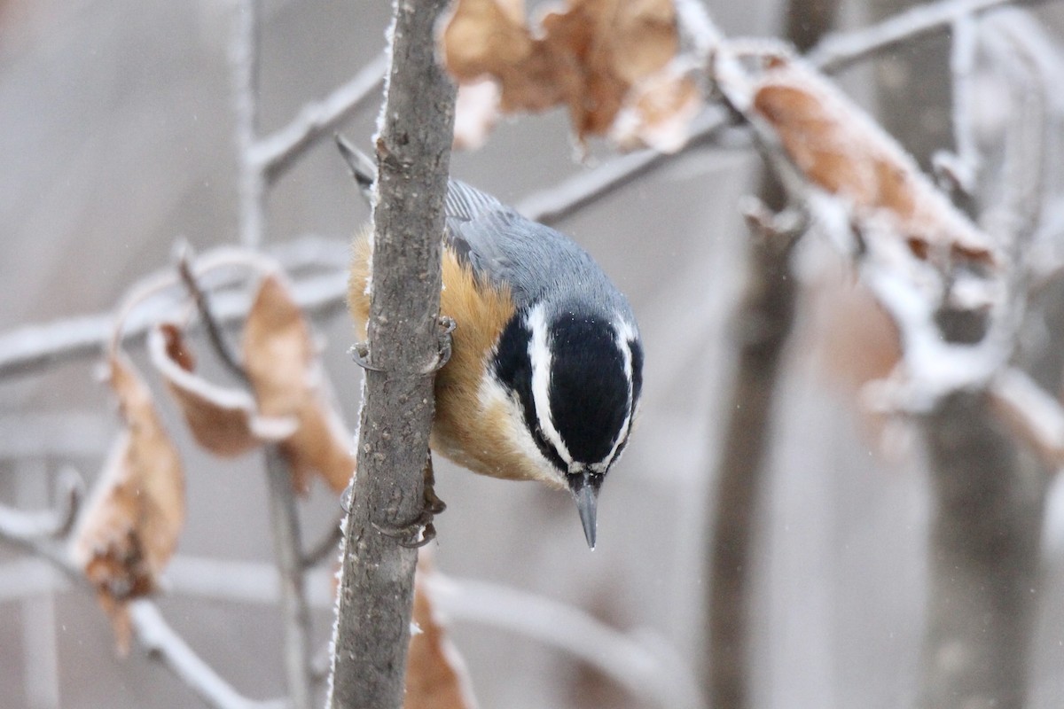 rustspettmeis - ML645916304