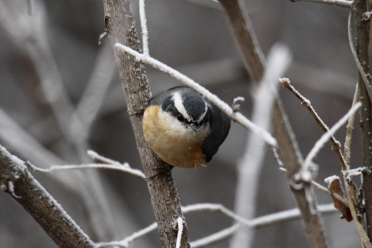 rustspettmeis - ML645916305