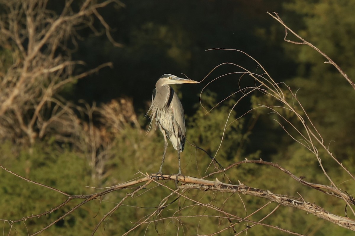 herodiashegre - ML645916306