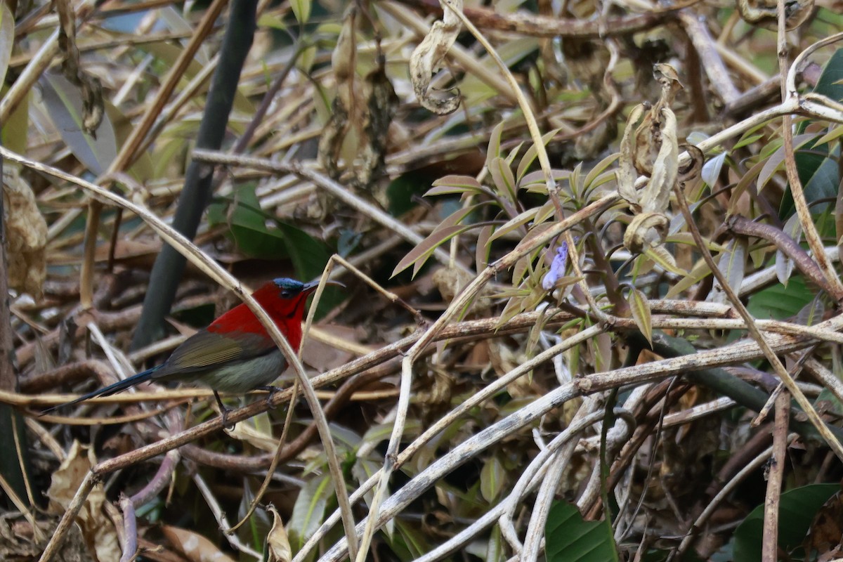 Crimson Sunbird - ML645916307