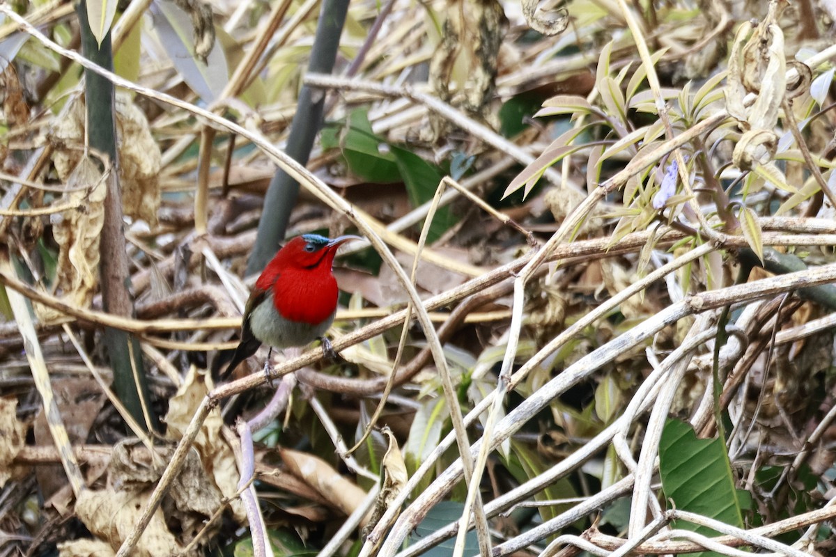 Crimson Sunbird - ML645916308