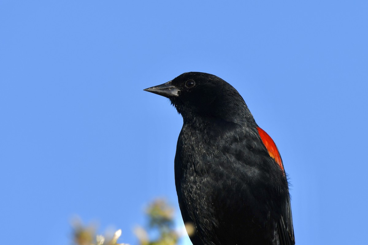 rødvingetrupial - ML645916309