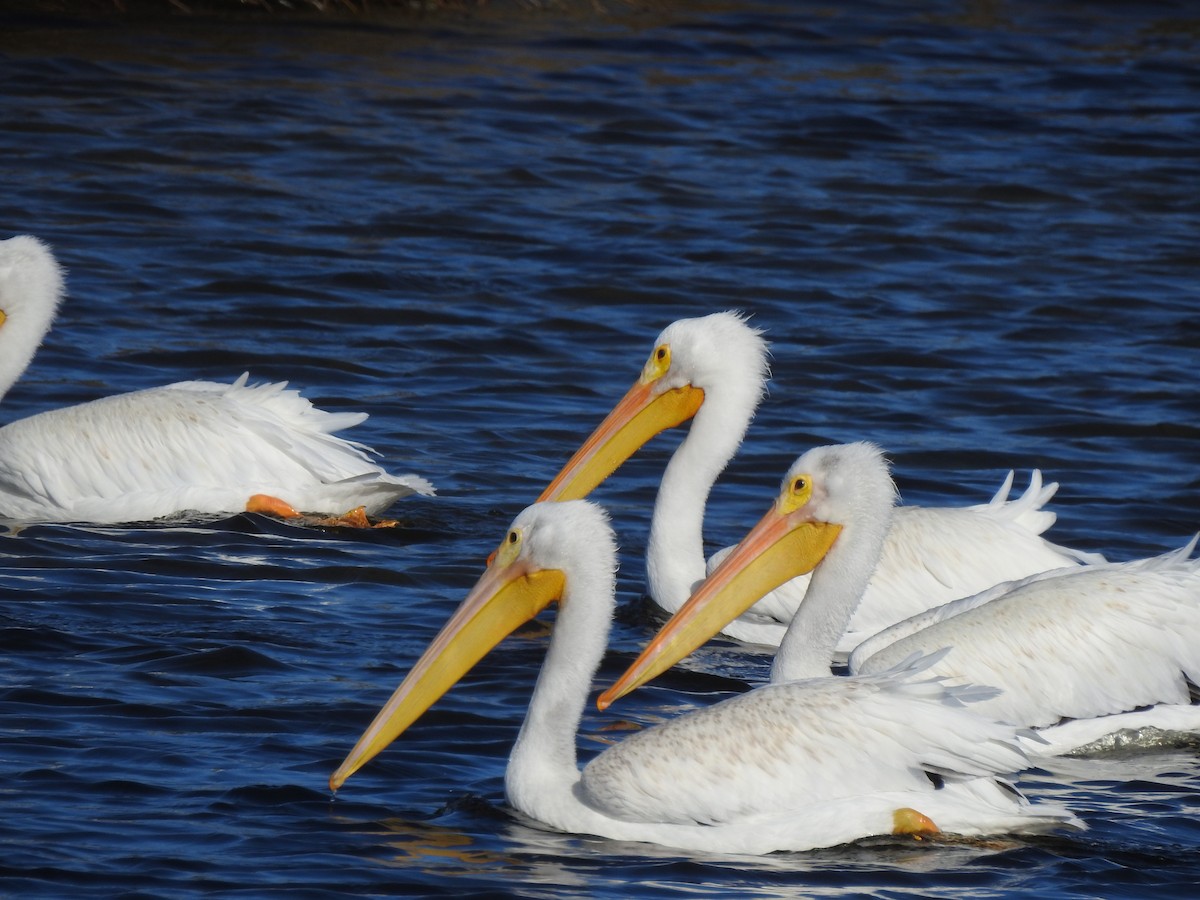 American White Pelican - ML645916317