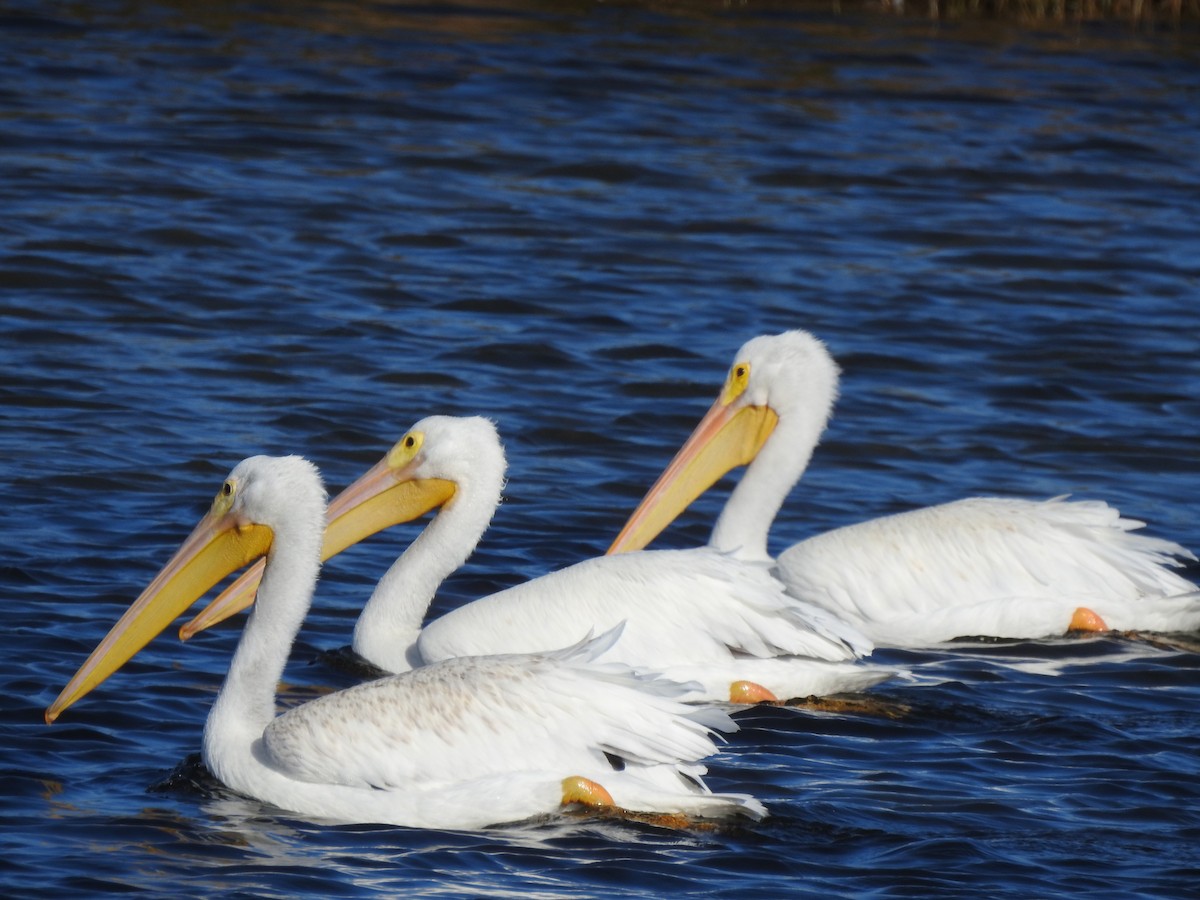 American White Pelican - ML645916318