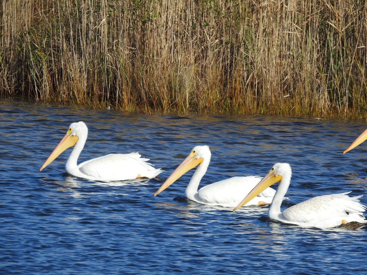 American White Pelican - ML645916319