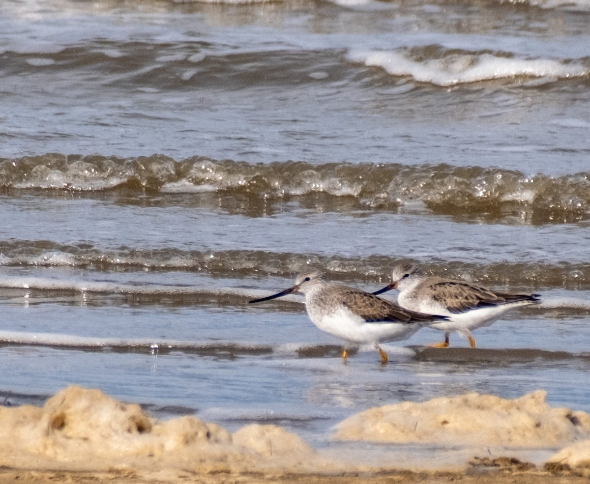 ソリハシシギ - ML645916337